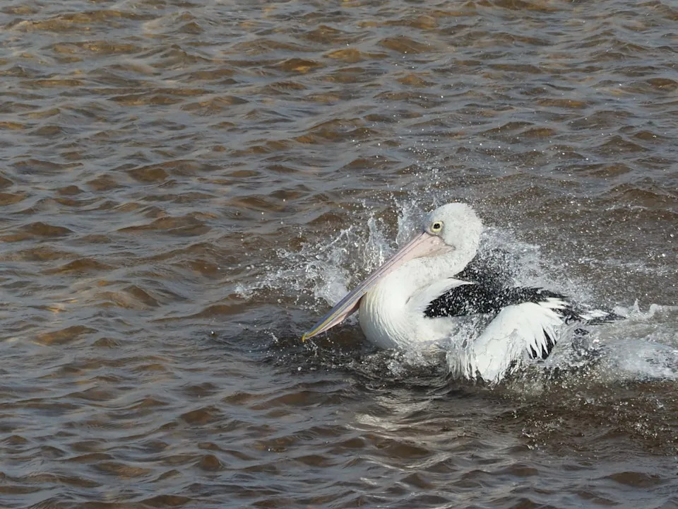 A pelican on a lake splashing around in the water.
