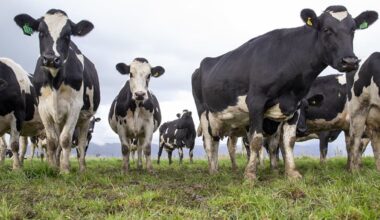 China’s beef import restrictions unlikely to impact New Zealand beef exporters