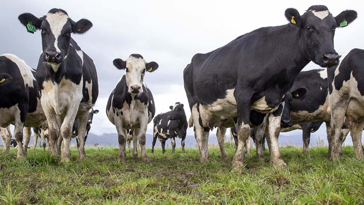 China’s beef import restrictions unlikely to impact New Zealand beef exporters