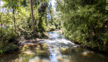 Family found body of Tekanimaeu Arobati, man swept away by Mahurangi River