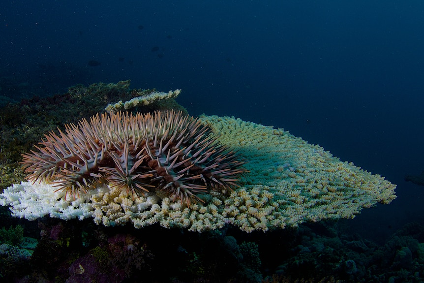 A spiky-looking starfish sitting on top of colourful coral.