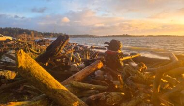 A feature since 2018, a sculpture of a raven and its chick is no more at Esquimalt Lagoon, after being ripped apart. (Paul Lewis/Facebook)