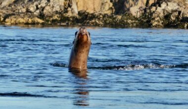 About 40 Steller sea lions and 250 California sea lions haul out at Trial Islands, Dec. 31, 2025. (Photo by Jacques Sirois)