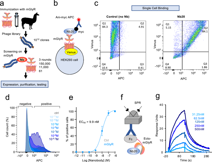 Targeting mGlyR with nanobodies for depression