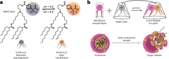 Zwitterionic lipid design enhances mRNA cancer vaccine efficacy and reduces reactogenicity