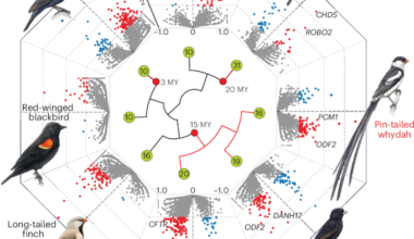Repeated adaptation in sperm-related and neuronal genes in brood parasitic birds