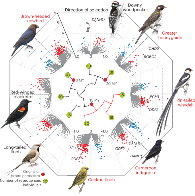 Repeated adaptation in sperm-related and neuronal genes in brood parasitic birds