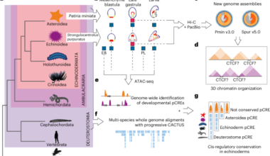 Deep conservation of cis-regulatory elements and chromatin organization in echinoderms uncover ancestral regulatory features of animal genomes