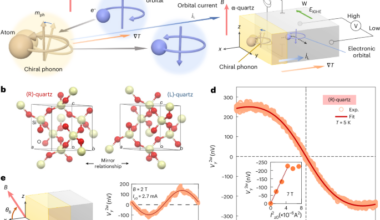 Orbital Seebeck effect induced by chiral phonons