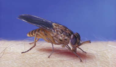 Bridging behaviour and genomics for tsetse fly control