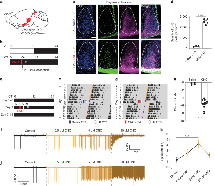 ipRGC properties prevent light from shifting the SCN clock during daytime
