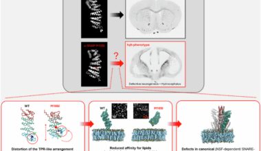 A pathogenic mutation in α-SNAP impairs membrane lipid binding by concealing a critical hydrophobic loop