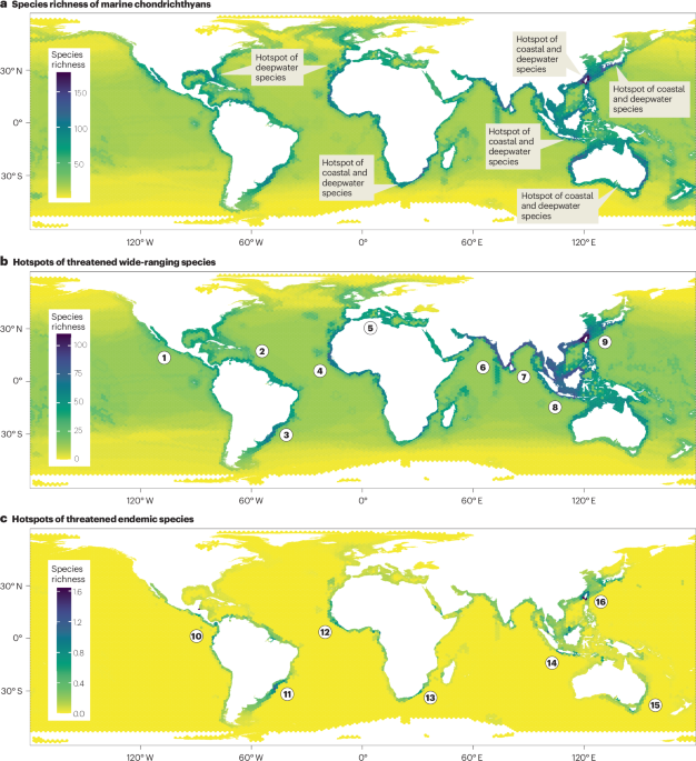 Bending back the curve of shark and ray biodiversity loss