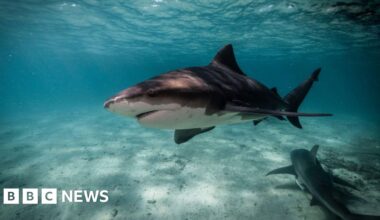 How Sydney's beaches became a 'perfect storm' for sharks