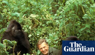 From Attenborough’s gorilla mayhem to TV’s first gay kiss: the 100 biggest moments from a century of television | Television