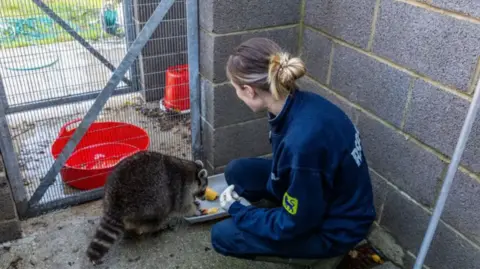 Emma Jacobs/RSPCA Abi Kemp has long brown hair tied back and is wearing RSPCA uniform. She is kneeling down to help feed the raccoon, which is very large.