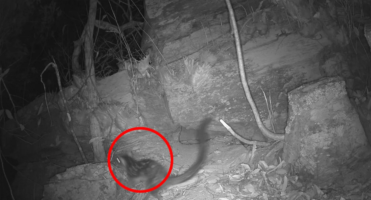 Grainy image reveals rare discovery in Aussie outback after 17-year search