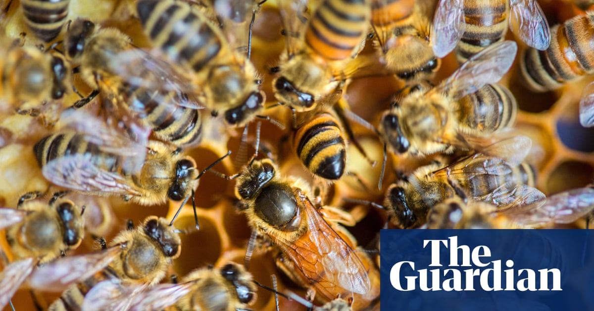 Seven environmental wins across the US in 2025 despite Trump-era reversals | Environment