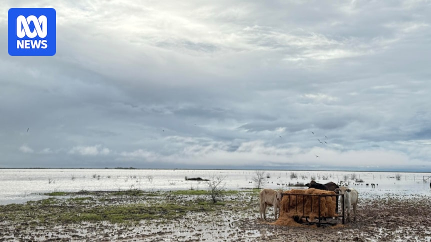 Flood disaster taking toll on graziers in north-west Queensland, more rain forecast for tropical coast