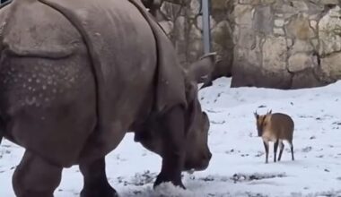 A fearless small deer weighing just 22kg has gone head-to-head with a nearly two-tonne rhinoceros at a zoo in Poland in a caught-on-camera David and Goliath bout. - facebook.com
