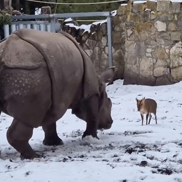 A fearless small deer weighing just 22kg has gone head-to-head with a nearly two-tonne rhinoceros at a zoo in Poland in a caught-on-camera David and Goliath bout. - facebook.com