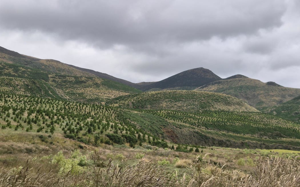 Planting first started on the least productive section of the farm.