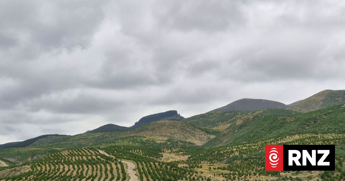 Country Life: IKEA owner's first New Zealand forest