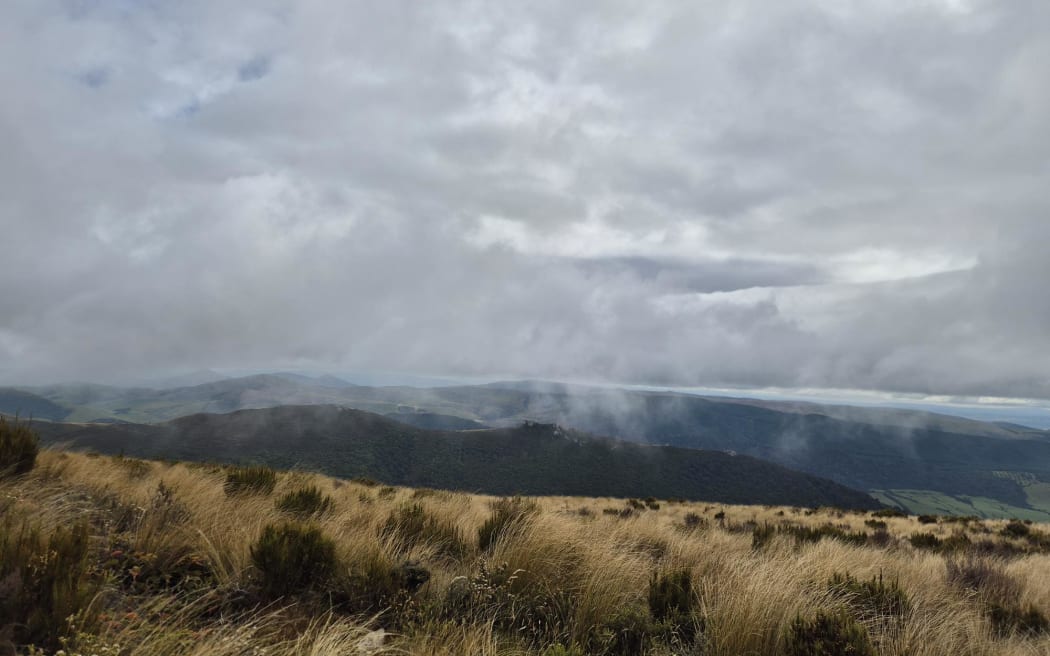 Wisp Hill has high biodiversity value - on the peak grow alpine species that are commonly found in the Southern Alps at much higher altitudes.