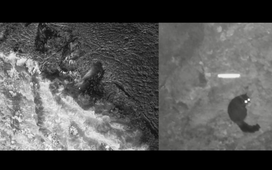 Possums caught on infrared cameras.