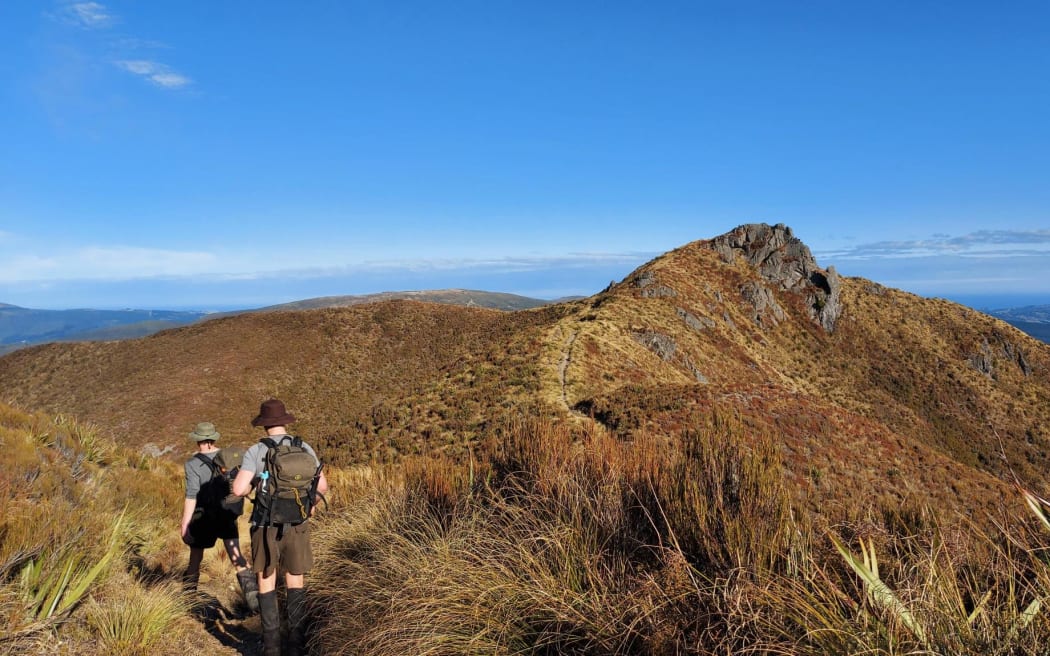The Halo Project, a delivery partner of Predator Free Dunedin, checks the elimination efforts in the Silver Peaks near Dunedin.