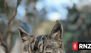 The story of Lola the cat - Wellington's Aro Park celebrity feline