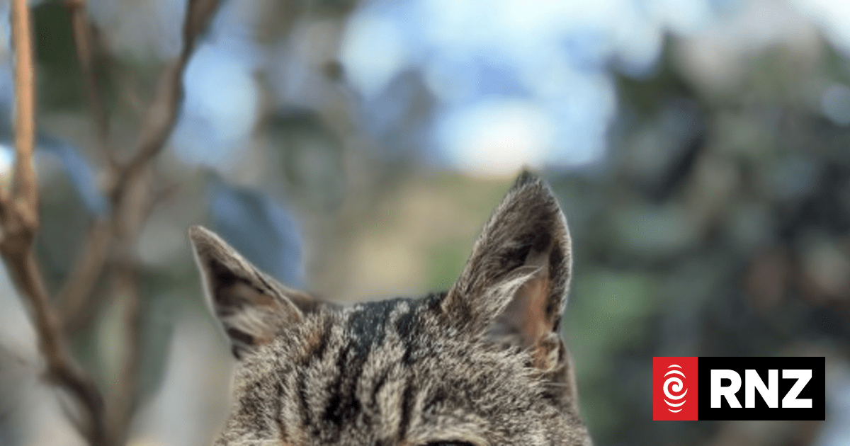 The story of Lola the cat - Wellington's Aro Park celebrity feline