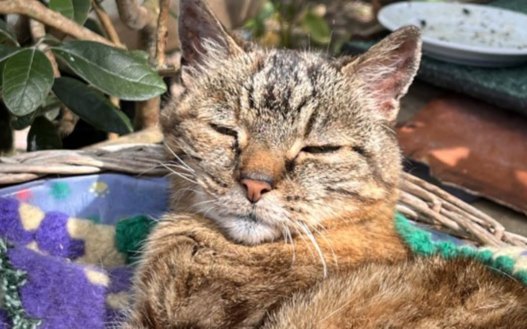 Lola the cat, a celebrity in Wellington's Aro Park