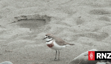 Mayor condemns 'ecological vandalism' on Marlborough beaches