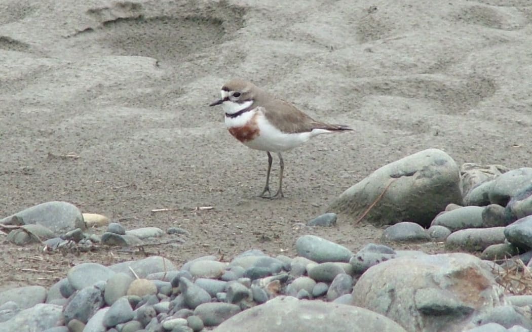 Banded dotterel