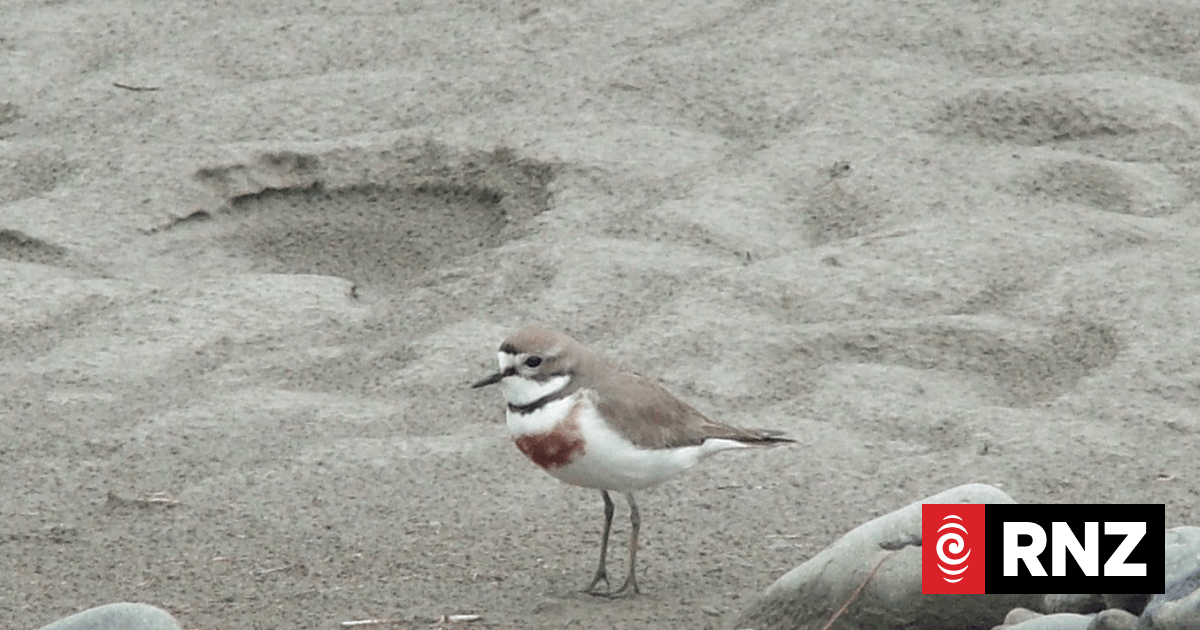 Mayor condemns 'ecological vandalism' on Marlborough beaches