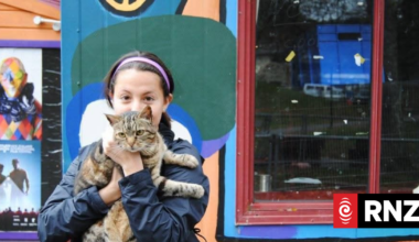 Tributes flow for Wellington's beloved Aro Park cat, Lola