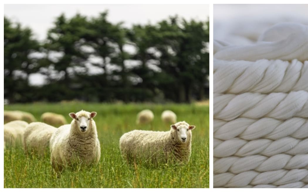 2 images; one of sheep in a paddock, the other of twisted strand of washed and processed wool