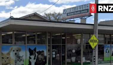 Clutha death a possible murder-suicide attempt