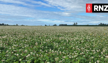 Farmers frustrated by Canterbury's recent bad weather