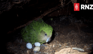 Endangered kākāpō lays eggs in anticipated livestream