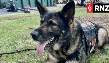 The furry rescuer helping teams working on Mt Maunganui landslide