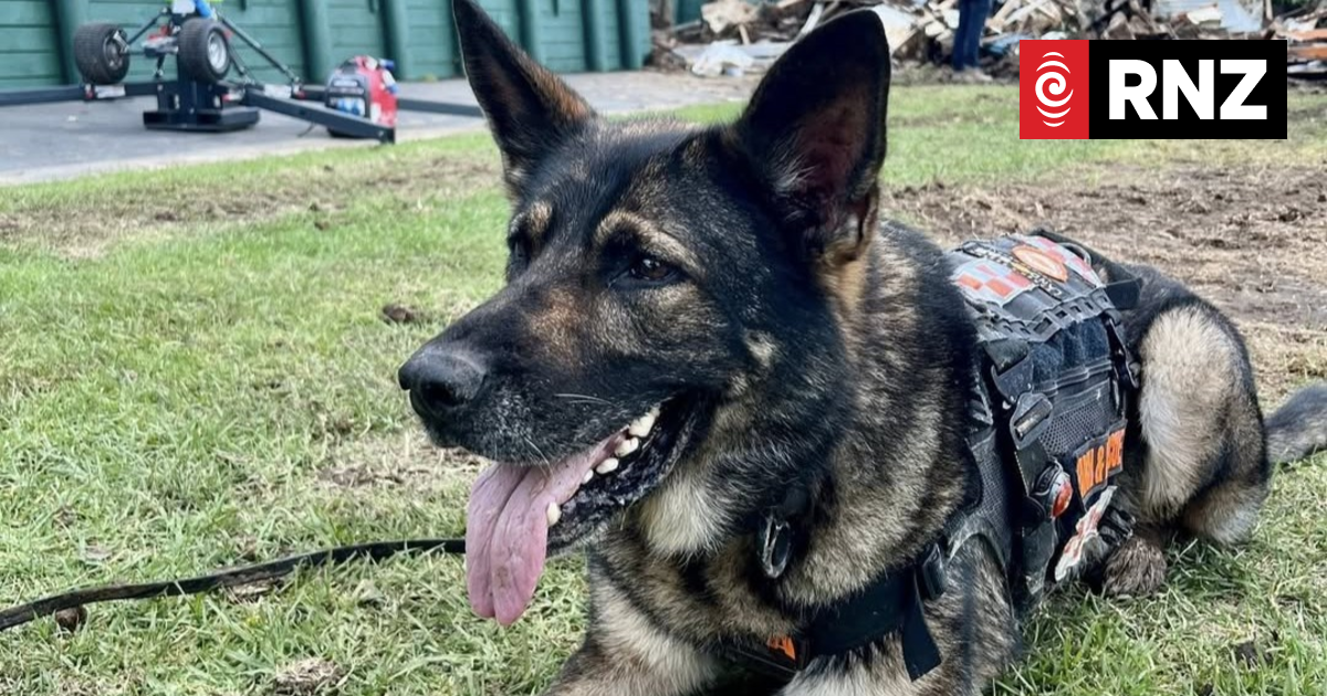 The furry rescuer helping teams working on Mt Maunganui landslide