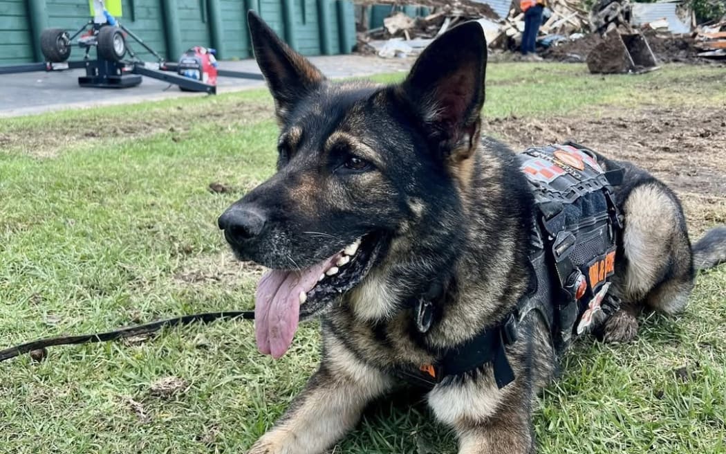 Kora the Land Search and Rescue dog at the scene of the tragic Mt Maunganui landslide, working with rescue crews, January 2026.