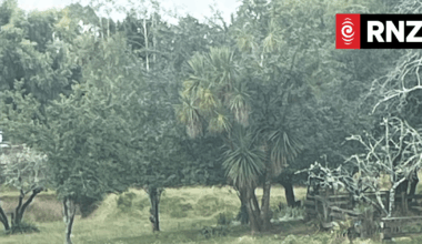 Wild deer wandering the streets of Whanganui