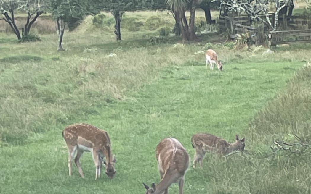 Wild deer spotted by Whanganui resident.