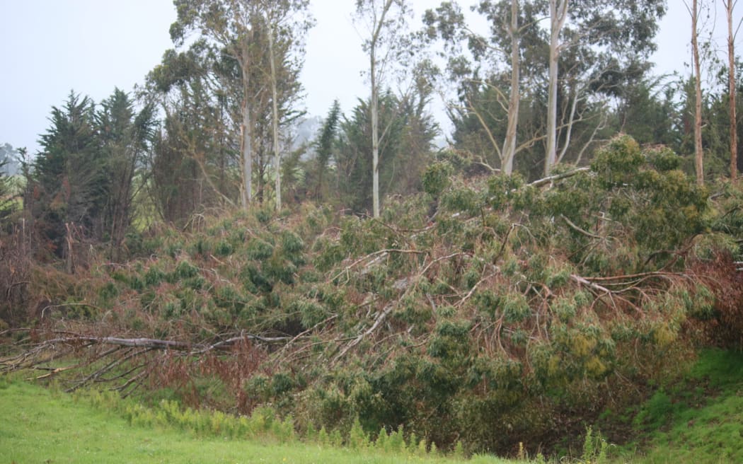 Trees down on the McCammon's farm.