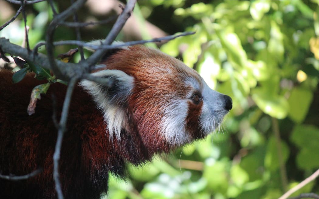 Sundar the red panda.