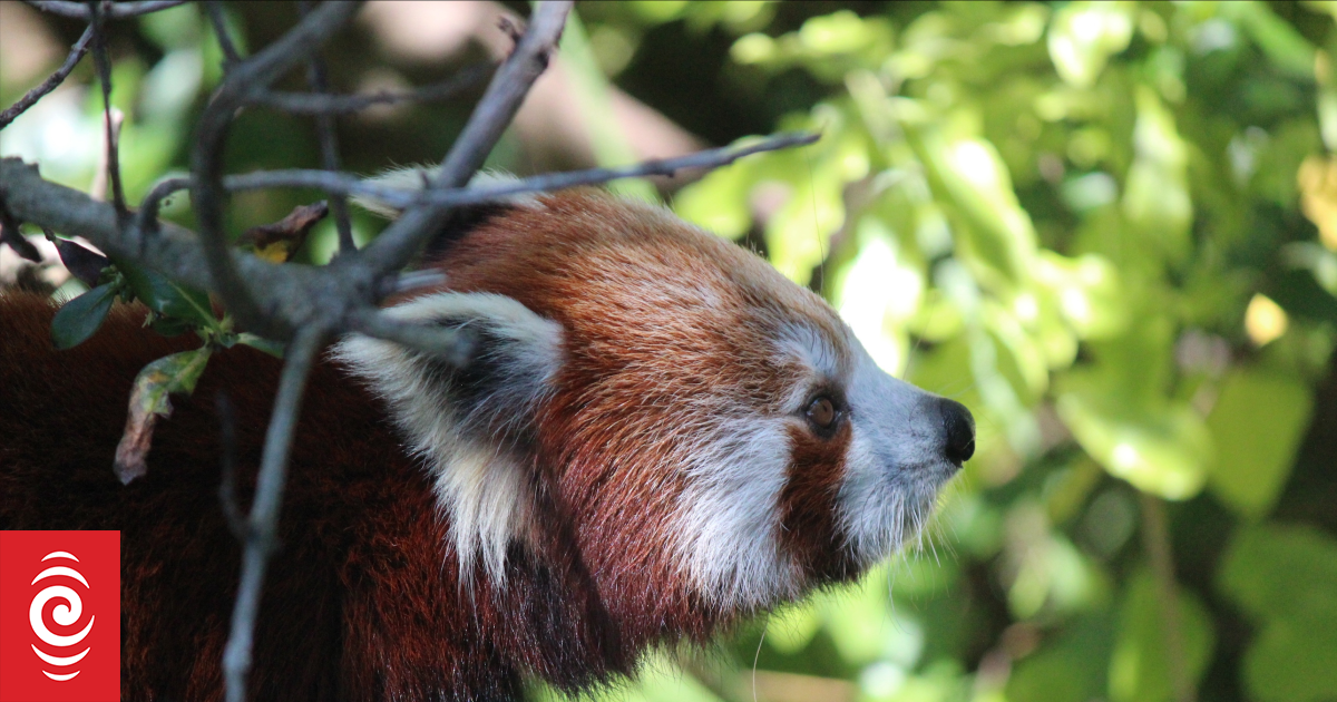 Red panda Sundar dies after decade at Wellington Zoo