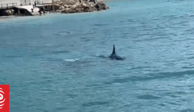 Watch: Close encounter with orcas in Wellington harbour